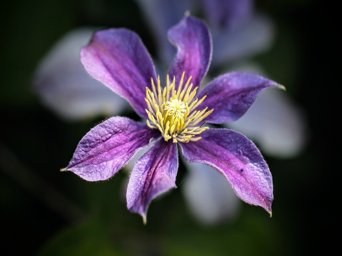 Clematis 